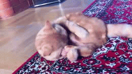 image tagged in gifs,funny,cats | made w/ Imgflip video-to-gif maker