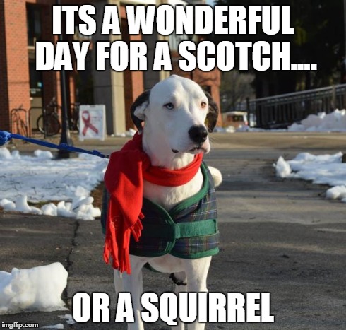 Hamilton Thebestdogever  | ITS A WONDERFUL DAY FOR A SCOTCH.... OR A SQUIRREL | image tagged in the most interesting dog in the world | made w/ Imgflip meme maker