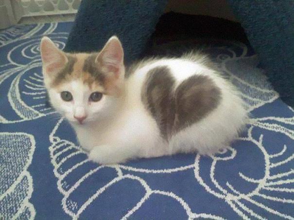 High Quality cute cat heart Blank Meme Template