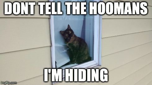 Smarty Cat | DONT TELL THE HOOMANS I'M HIDING | image tagged in cats | made w/ Imgflip meme maker