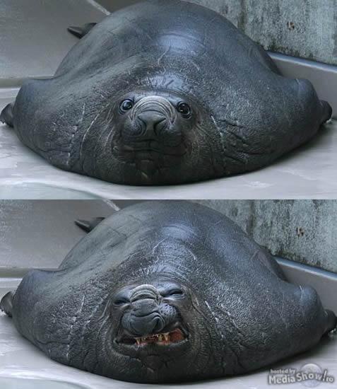 High Quality Ugly seal Blank Meme Template