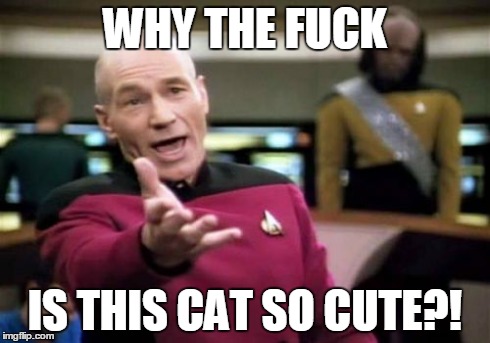 Picard Wtf Meme | WHY THE F**K IS THIS CAT SO CUTE?! | image tagged in memes,picard wtf | made w/ Imgflip meme maker