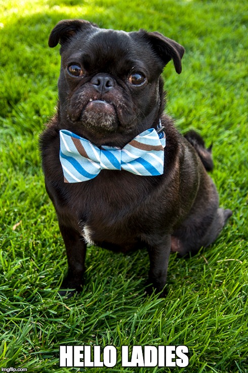 HELLO LADIES | image tagged in pugs | made w/ Imgflip meme maker
