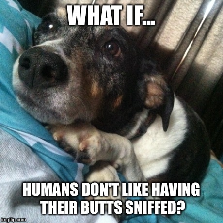 Hinata | WHAT IF... HUMANS DON'T LIKE HAVING THEIR BUTTS SNIFFED? | image tagged in dog,funny | made w/ Imgflip meme maker