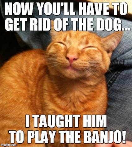 NOW YOU'LL HAVE TO GET RID OF THE DOG... I TAUGHT HIM TO PLAY THE BANJO! | image tagged in cat | made w/ Imgflip meme maker