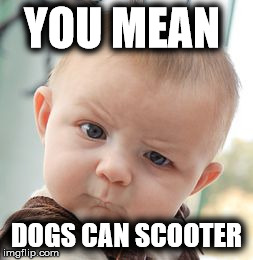 Skeptical Baby Meme | YOU MEAN DOGS CAN SCOOTER | image tagged in memes,skeptical baby | made w/ Imgflip meme maker