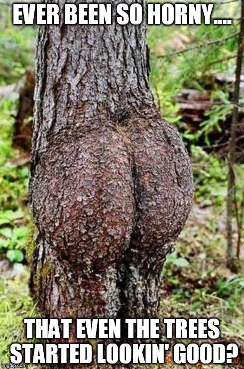 Sexy Tree | EVER BEEN SO HORNY.... THAT EVEN THE TREES STARTED LOOKIN' GOOD? | image tagged in sexy tree,funny memes,tree,butt | made w/ Imgflip meme maker