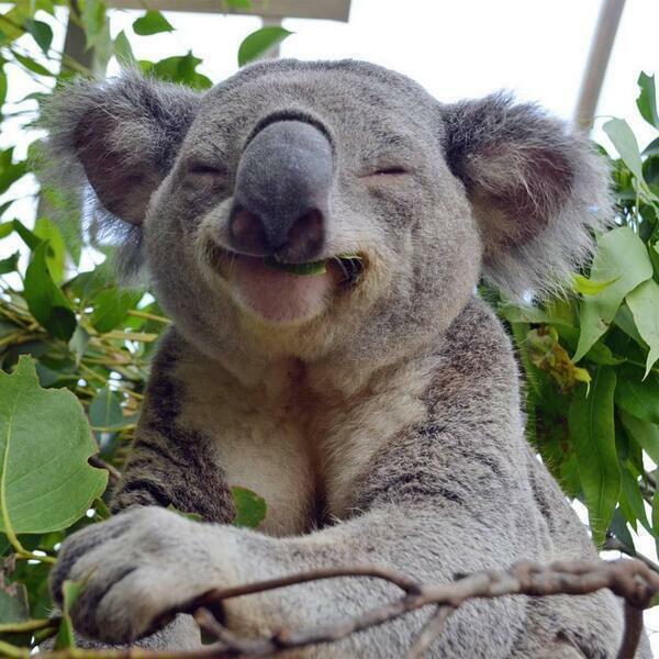 High Quality Smiling Koala Blank Meme Template