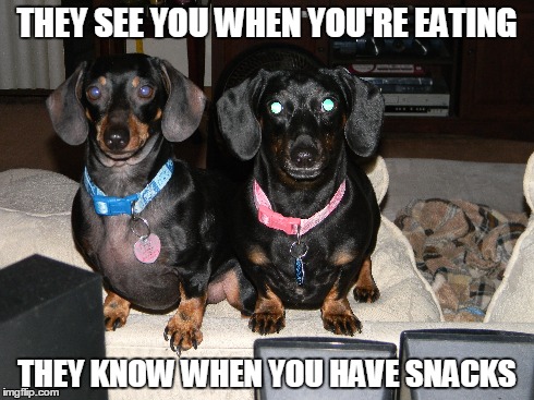 They See You When You're Eating | THEY SEE YOU WHEN YOU'RE EATING THEY KNOW WHEN YOU HAVE SNACKS | image tagged in dogs | made w/ Imgflip meme maker