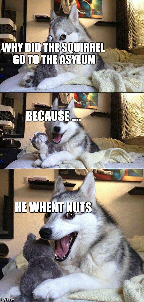 Bad Pun Dog | WHY DID THE SQUIRREL GO TO THE ASYLUM BECAUSE .... HE WHENT NUTS | image tagged in memes,bad pun dog | made w/ Imgflip meme maker