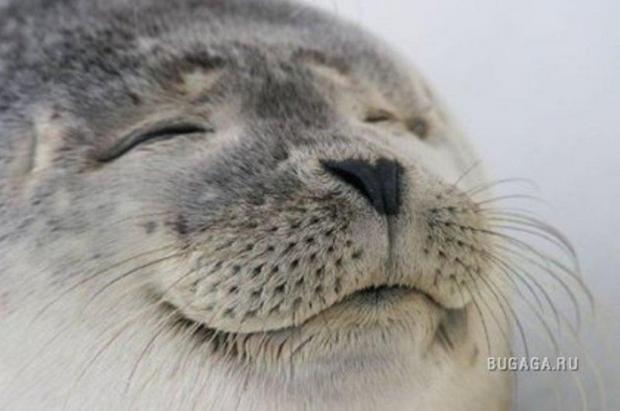 Happy Seal Blank Meme Template