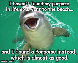 Porpoise of Life | I haven't found my purpose in life so I went to the beach... and I found a Porpoise instead, which is almost as good. | image tagged in funny,memes | made w/ Imgflip meme maker