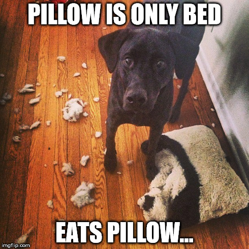 PILLOW IS ONLY BED EATS PILLOW... | made w/ Imgflip meme maker