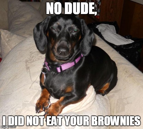 Stoned Dachund | NO DUDE, I DID NOT EAT YOUR BROWNIES | image tagged in stoned,dogs | made w/ Imgflip meme maker