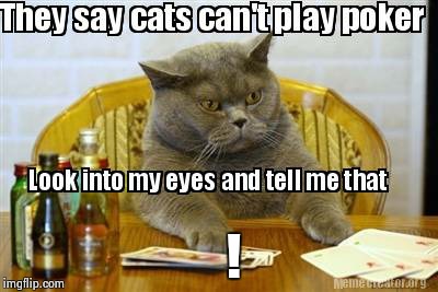 Boss poker cat | ! | image tagged in boss,poker face,cat,memes | made w/ Imgflip meme maker