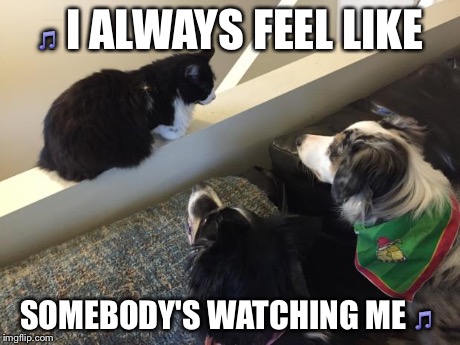 image tagged in dogs watching cat | made w/ Imgflip meme maker