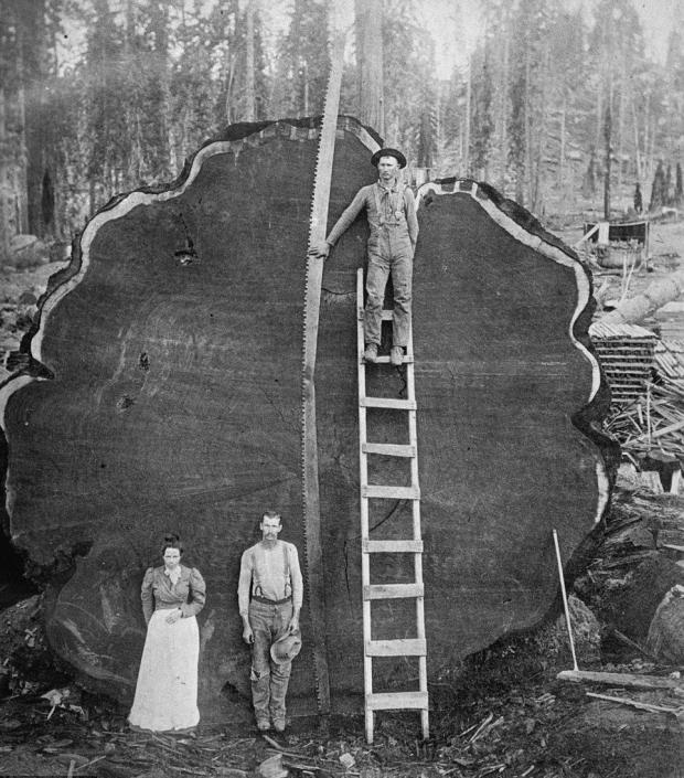 redwood logger Blank Meme Template