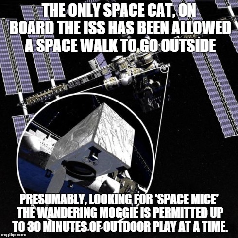 THE ONLY SPACE CAT, ON BOARD THE ISS HAS BEEN ALLOWED A SPACE WALK TO GO OUTSIDE PRESUMABLY, LOOKING FOR 'SPACE MICE' THE WANDERING MOGGIE I | image tagged in iss_catflap | made w/ Imgflip meme maker