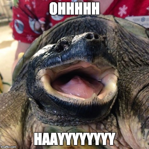 Happy turtle | OHHHHH HAAYYYYYYYY | image tagged in turtle,happy,smile,i would be so happy | made w/ Imgflip meme maker