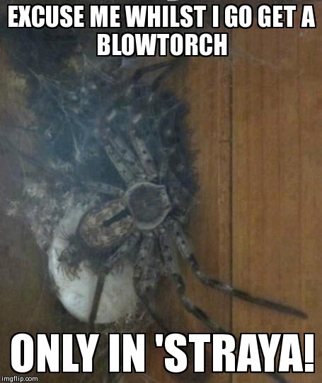 EXCUSE ME WHILST I GO GET A BLOWTORCH                                                             ONLY IN 'STRAYA! | image tagged in australia | made w/ Imgflip meme maker