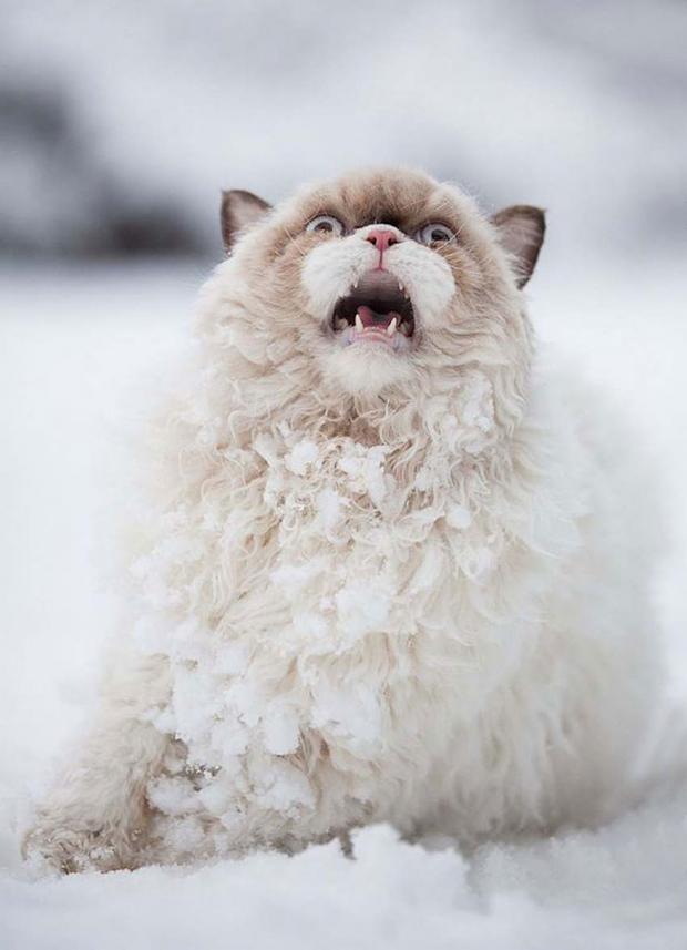Snow Cat Blank Meme Template