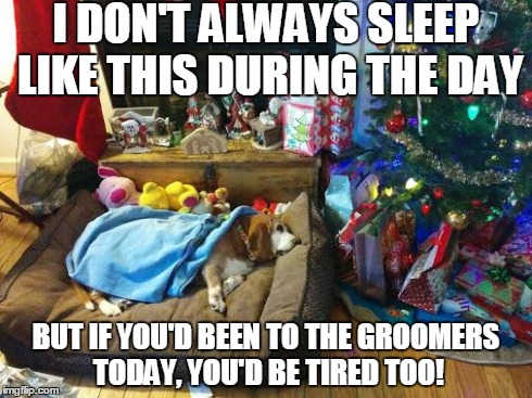 I DON'T ALWAYS SLEEP LIKE THIS DURING THE DAY BUT IF YOU'D BEEN TO THE GROOMERS TODAY, YOU'D BE TIRED TOO! | image tagged in sadie | made w/ Imgflip meme maker