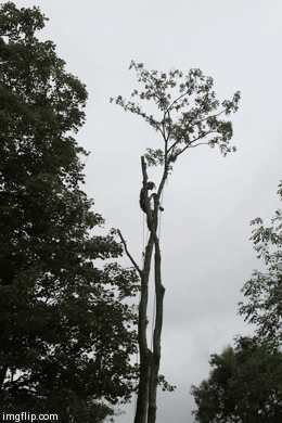 Timber! | image tagged in gifs | made w/ Imgflip video-to-gif maker