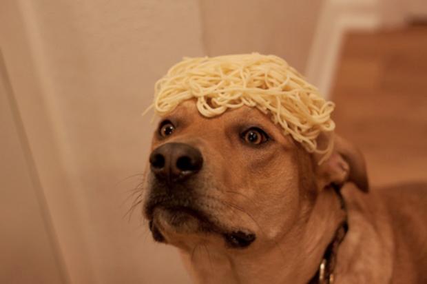 High Quality Thinking Spaghetti Dog Blank Meme Template