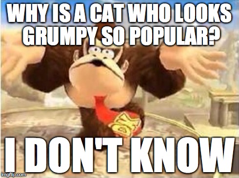 DK I Don't Know | WHY IS A CAT WHO LOOKS GRUMPY SO POPULAR? I DON'T KNOW | image tagged in dk i don't know | made w/ Imgflip meme maker