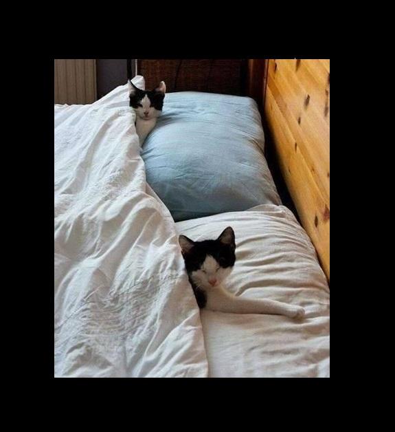 Cats In Bed Blank Meme Template