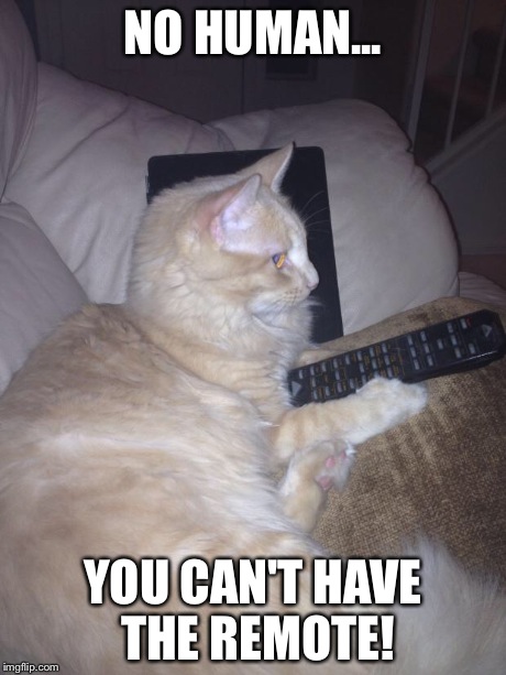 Funny cat | NO HUMAN... YOU CAN'T HAVE THE REMOTE! | image tagged in funny cat | made w/ Imgflip meme maker