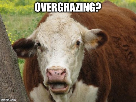 Cow Wut | OVERGRAZING? | image tagged in cow wut | made w/ Imgflip meme maker