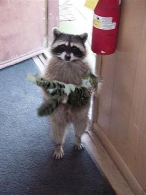 Cat Burglar Raccoon Blank Meme Template