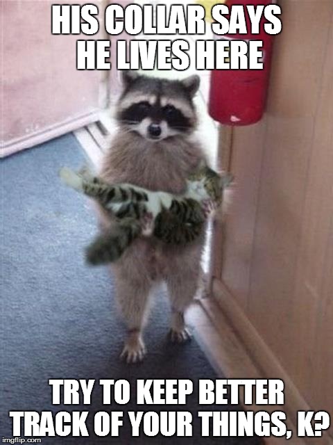 Cat Burglar Raccoon | HIS COLLAR SAYS HE LIVES HERE TRY TO KEEP BETTER TRACK OF YOUR THINGS, K? | image tagged in cat burglar raccoon | made w/ Imgflip meme maker