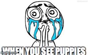 Crying Because Of Cute | WHEN YOU SEE PUPPIES | image tagged in memes,crying because of cute | made w/ Imgflip meme maker