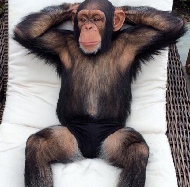 Monky Blank Meme Template