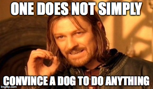 One Does Not Simply Meme | ONE DOES NOT SIMPLY CONVINCE A DOG TO DO ANYTHING | image tagged in memes,one does not simply | made w/ Imgflip meme maker