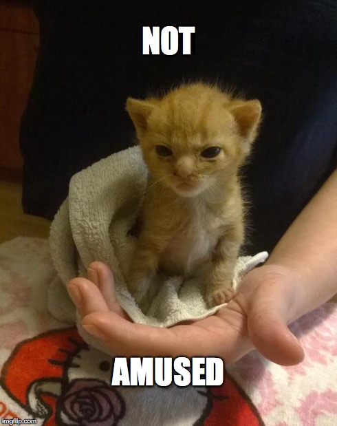 NOT AMUSED | image tagged in not amused | made w/ Imgflip meme maker