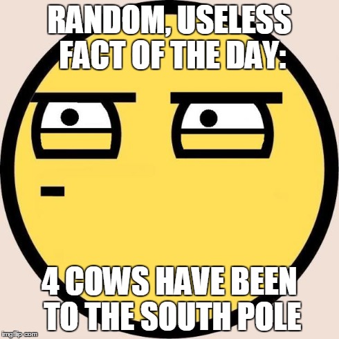 Random, Useless Fact of the Day | RANDOM, USELESS FACT OF THE DAY: 4 COWS HAVE BEEN TO THE SOUTH POLE | image tagged in random useless fact of the day | made w/ Imgflip meme maker