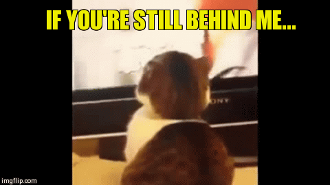 Don't Lurk Behind Me. | image tagged in gifs,cats | made w/ Imgflip video-to-gif maker