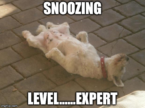 Flatout | SNOOZING LEVEL......EXPERT | image tagged in puppy,snooze,sleep,flatout | made w/ Imgflip meme maker