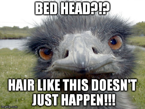 bed head emu | BED HEAD?!? HAIR LIKE THIS DOESN'T JUST HAPPEN!!! | image tagged in bed head,emu | made w/ Imgflip meme maker