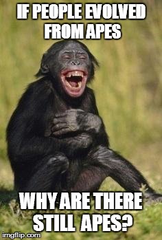 Questioning Authority Monkey | IF PEOPLE EVOLVED FROM APES WHY ARE THERE STILL  APES? | image tagged in laughing monkey,evolution,apes,people | made w/ Imgflip meme maker