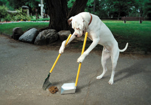 dog sweeping poop | image tagged in dogpoop,animals,dogs,funny