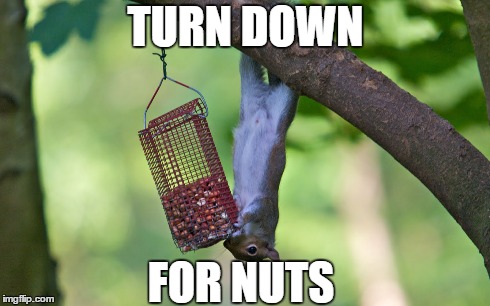TURN DOWN FOR NUTS | image tagged in turn down,squirrels | made w/ Imgflip meme maker