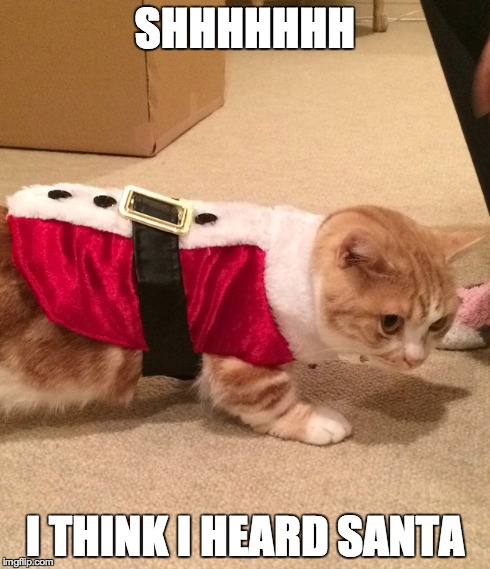 Fuji wasn't good all year fo' nothin' | SHHHHHHH I THINK I HEARD SANTA | image tagged in too funny,funny,cute,christmas,santa,cat | made w/ Imgflip meme maker