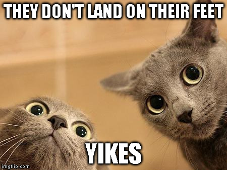 the cats are concerned | THEY DON'T LAND ON THEIR FEET YIKES | image tagged in cats | made w/ Imgflip meme maker