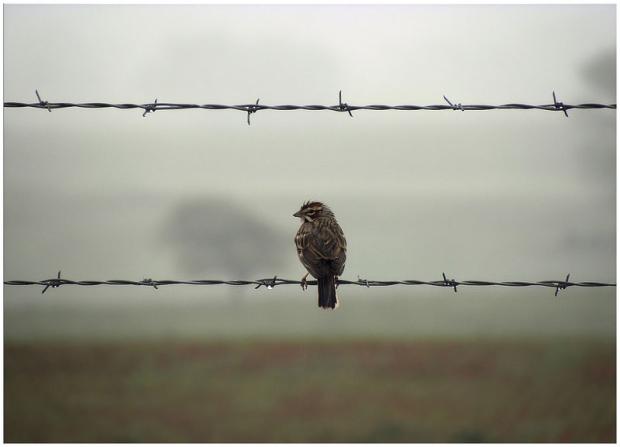 Lonely Bird Blank Meme Template