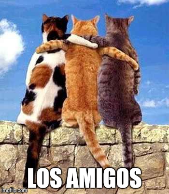 Cat friends | LOS AMIGOS | image tagged in cat friends | made w/ Imgflip meme maker
