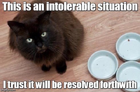 This is an intolerable situation I trust it will be resolved forthwith | image tagged in funny cat | made w/ Imgflip meme maker